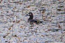 weibliche Samtente (Melanitta fusca) auf dem Laugen-See in Trodenes, Norwegen