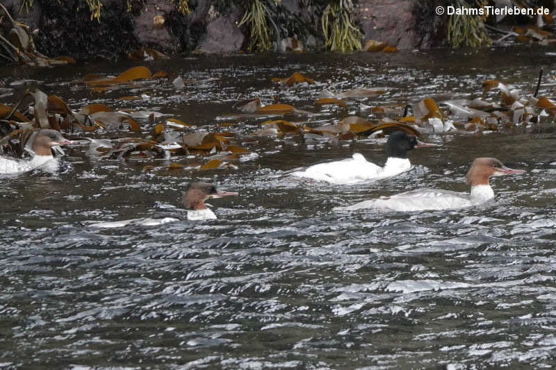 Gänsesäger (Mergus merganser)