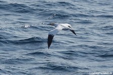 Basstölpel (Morus bassanus) in Honningsvåg, Norwegen