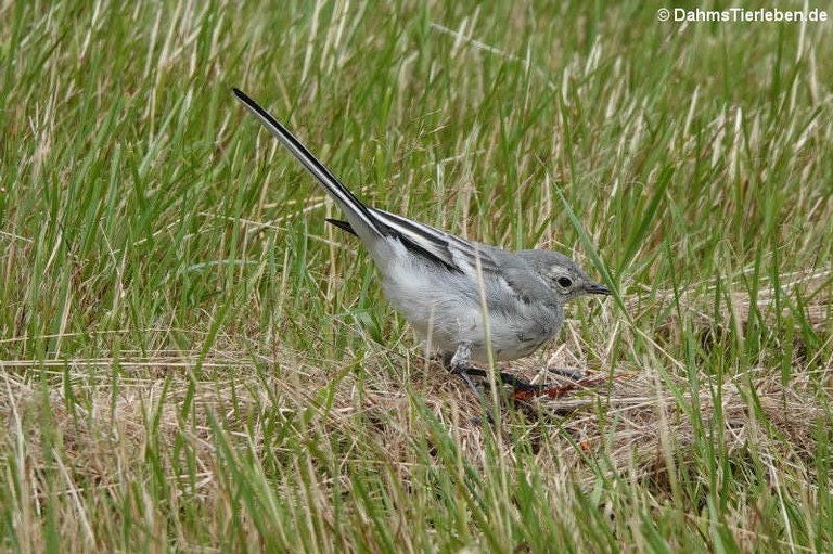 Motacilla alba alba