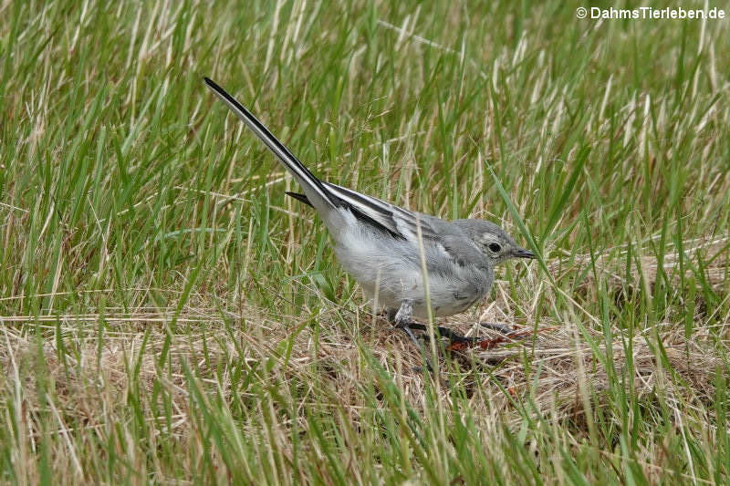 Motacilla alba alba