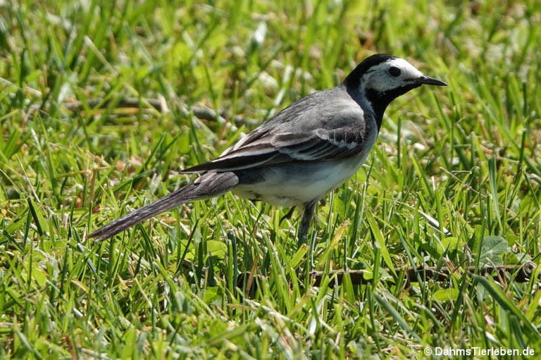 Motacilla alba alba