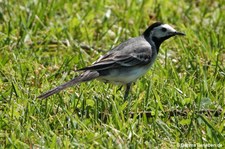 adulte Bachstelze (Motacilla alba alba) in Nordfjordeid, Norwegen