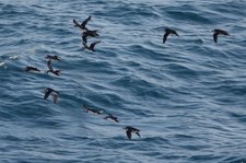 Papageitaucher (Fratercula arctica) in Honningsvåg, Norwegen