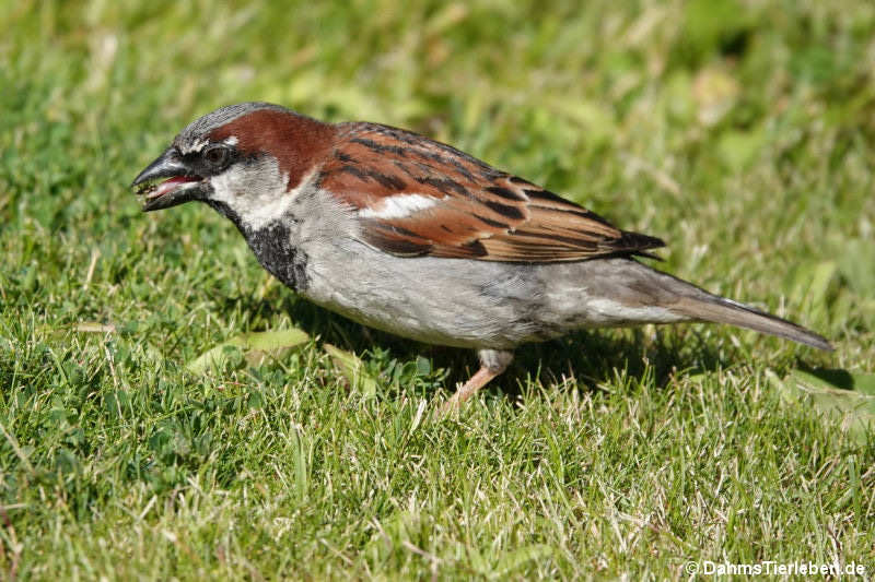 männlicher Haussperling (Passer domesticus)