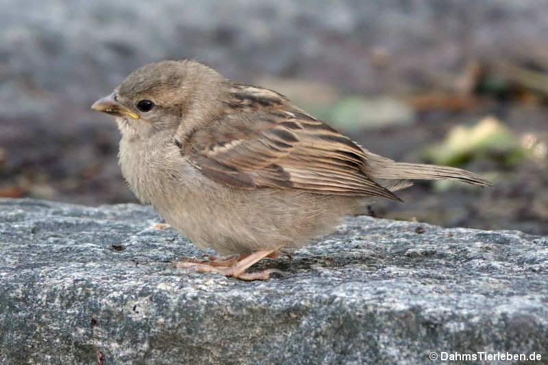 weiblicher Haussperling (Passer domesticus)