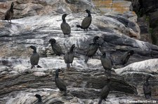 Krähenscharben (Phalacrocorax aristotelis) in Gjesværstappan, Norwegen