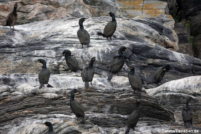 Krähenscharben (Phalacrocorax aristotelis)