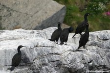 Krähenscharben (Phalacrocorax aristotelis) in Gjesværstappan, Norwegen