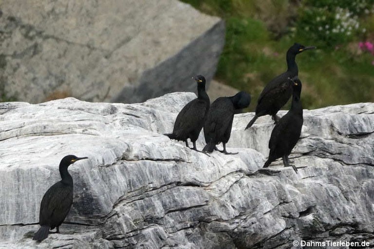 Phalacrocorax aristotelis