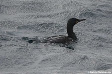 Krähenscharbe (Phalacrocorax aristotelis) in Gjesværstappan, Norwegen