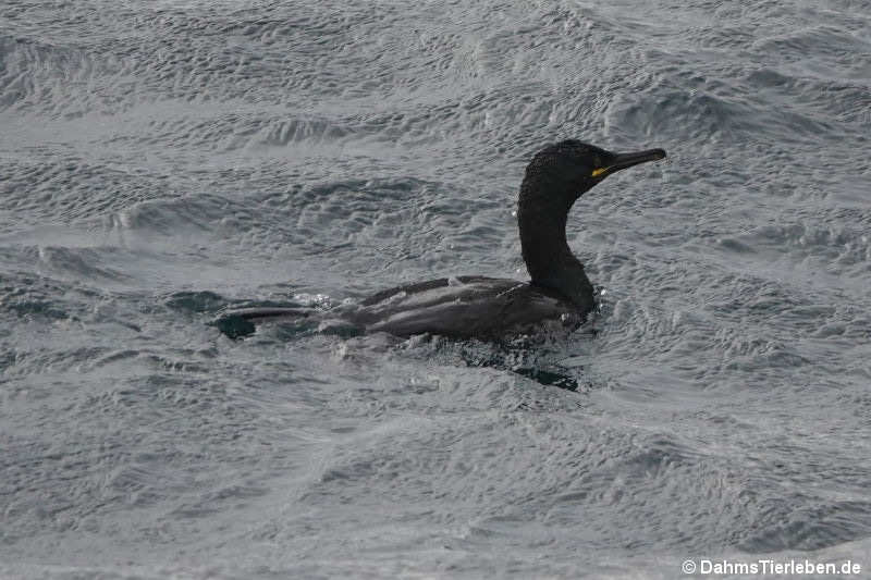 Phalacrocorax aristotelis