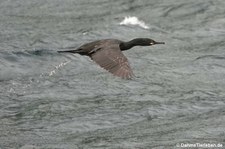 Krähenscharbe (Phalacrocorax aristotelis) in Gjesværstappan, Norwegen