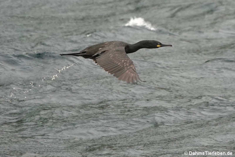 Krähenscharbe (Phalacrocorax aristotelis)