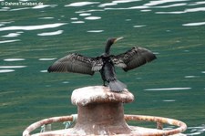 Großer Kormoran (Phalacrocorax carbo carbo) in Geiranger, Norwegen