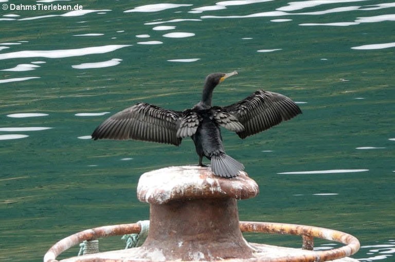 Phalacrocorax carbo carbo