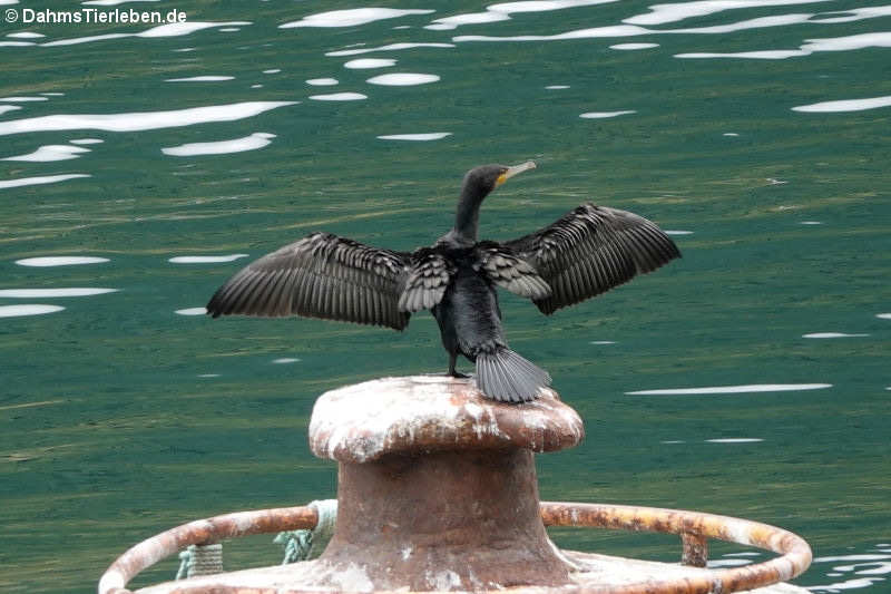 Großer Kormoran (Phalacrocorax carbo carbo)