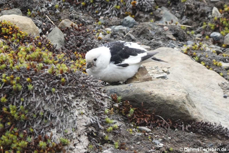 Schneeammer (Plectrophenax nivalis)