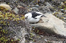 Schneeammer (Plectrophenax nivalis) in Longyearbyen, Spitzbergen