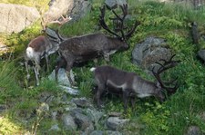 Eurasische Tundrarentiere (Rangifer tarandus tarandus) in Honningsvåg, Norwegen