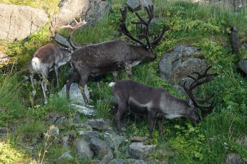 Eurasische Tundrarentiere (Rangifer tarandus tarandus)