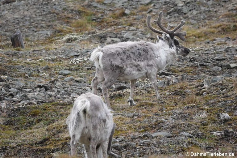 Rangifer tarandus platyrhynchus