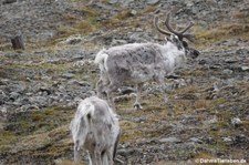 Spitzbergen-Ren (Rangifer tarandus platyrhynchus) in Longyearbyen, Spitzbergen