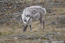 Spitzbergen-Ren (Rangifer tarandus platyrhynchus) in Longyearbyen, Spitzbergen