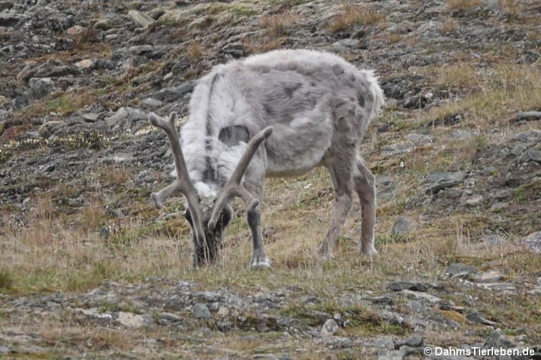 Rangifer tarandus platyrhynchus