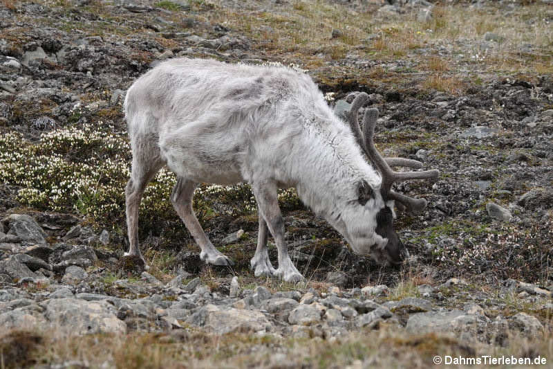 Spitzbergen-Ren (Rangifer tarandus platyrhynchus)