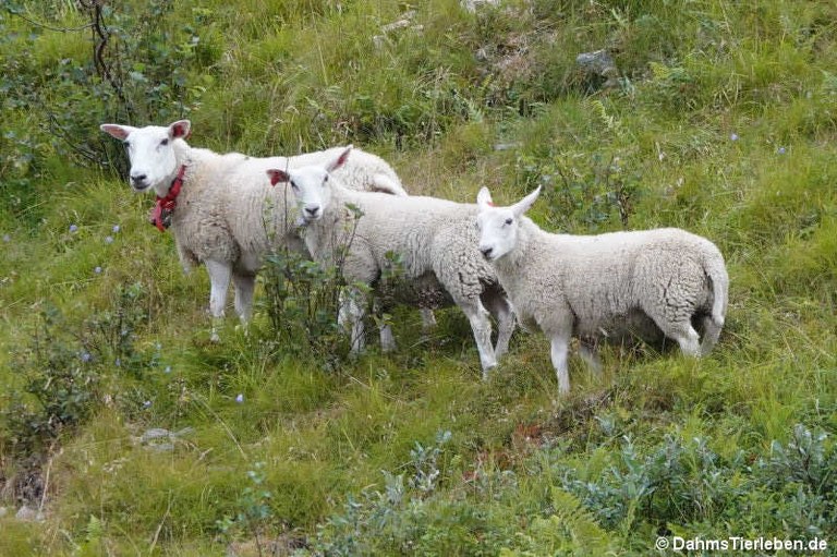 Schafe in Harstad