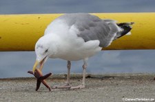 Silbermöwe (Larus argentatus argentatus) in Harstad