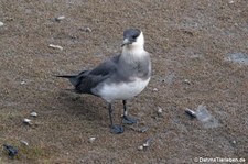 Schmarotzerraubmöwe (Stercorarius parasiticus) in Longyearbyen, Spitzbergen