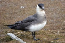 Schmarotzerraubmöwe (Stercorarius parasiticus) in Longyearbyen, Spitzbergen