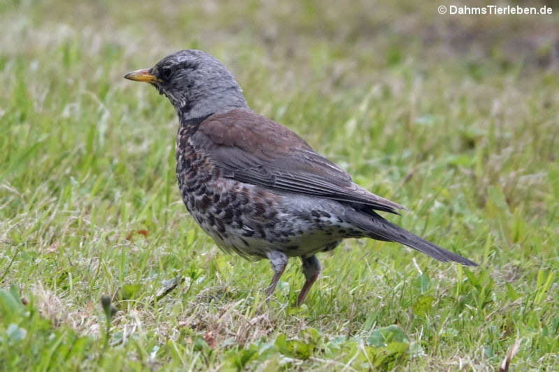 Wacholderdrossel (Turdus pilaris)