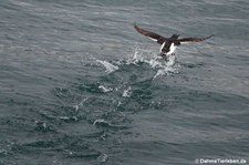 Dickschnabellumme (Uria lomvia) in Longyearbyen, Spitzbergen