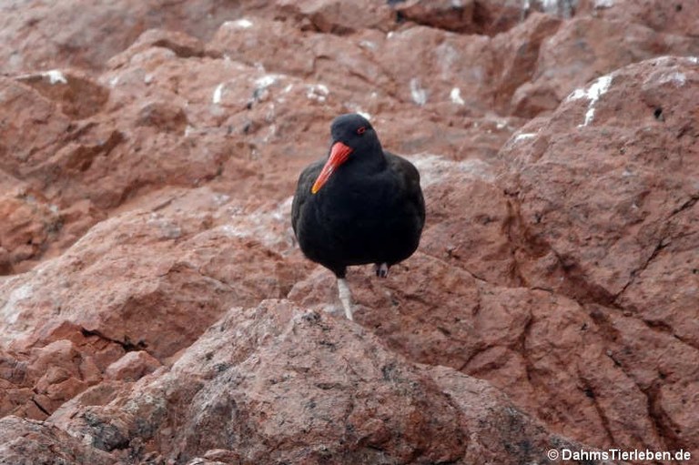 Haematopus ater