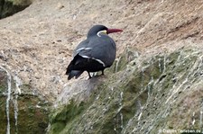 Inka-Seeschwalbe (Larosterna inca) auf den Ballestas Inseln (Islas Ballestas) in Peru