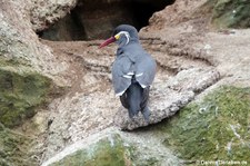 Inka-Seeschwalbe (Larosterna inca) auf den Ballestas Inseln (Islas Ballestas) in Peru