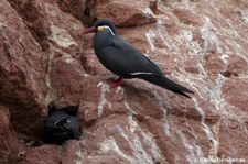 Inka-Seeschwalbe (Larosterna inca) auf den Ballestas Inseln (Islas Ballestas) in Peru