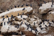 Inka-Seeschwalben (Larosterna inca) auf den Ballestas Inseln (Islas Ballestas) in Peru