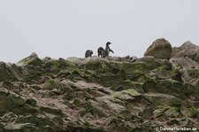 Humboldtpinguine (Spheniscus humboldti) auf den Ballestas Inseln (Islas Ballestas) in Peru