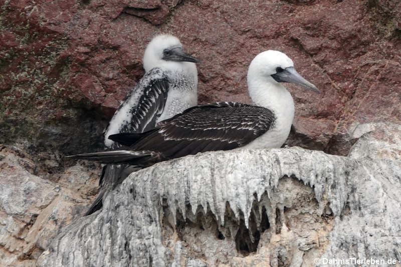 Sula variegata