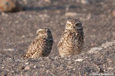 Kaninchenkäuze (Athene cunicularia) in Chauchilla, Peru