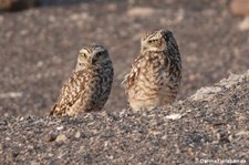 Kaninchenkäuze (Athene cunicularia) in Chauchilla, Peru