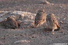 Kaninchenkäuze (Athene cunicularia) in Chauchilla, Peru