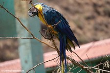 Gelbbrustara (Ara ararauna) im Cochahuasi Animal Sanctuary Cuzco, Peru