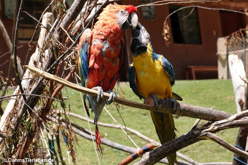 Ara chloropterus und Ara ararauna