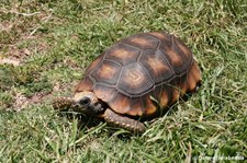 Waldschildkröte (Chelonoidis denticulatus) im Cochahuasi Animal Sanctuary Cuzco, Peru