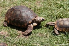 Waldschildkröten (Chelonoidis denticulatus) im Cochahuasi Animal Sanctuary Cuzco, Peru